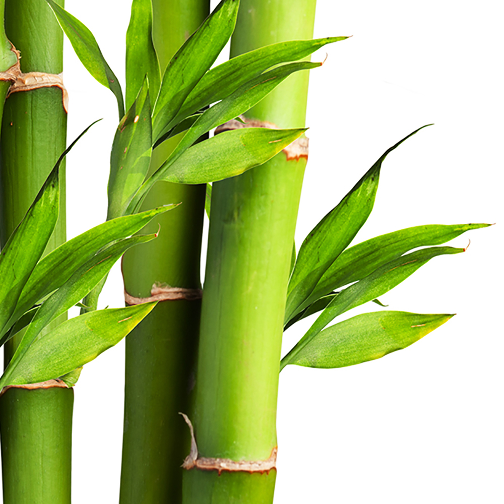 bambusz-termekek